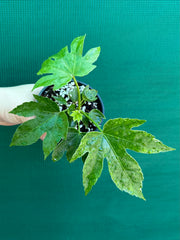 Fatsia Japonica 'Spiders Web’