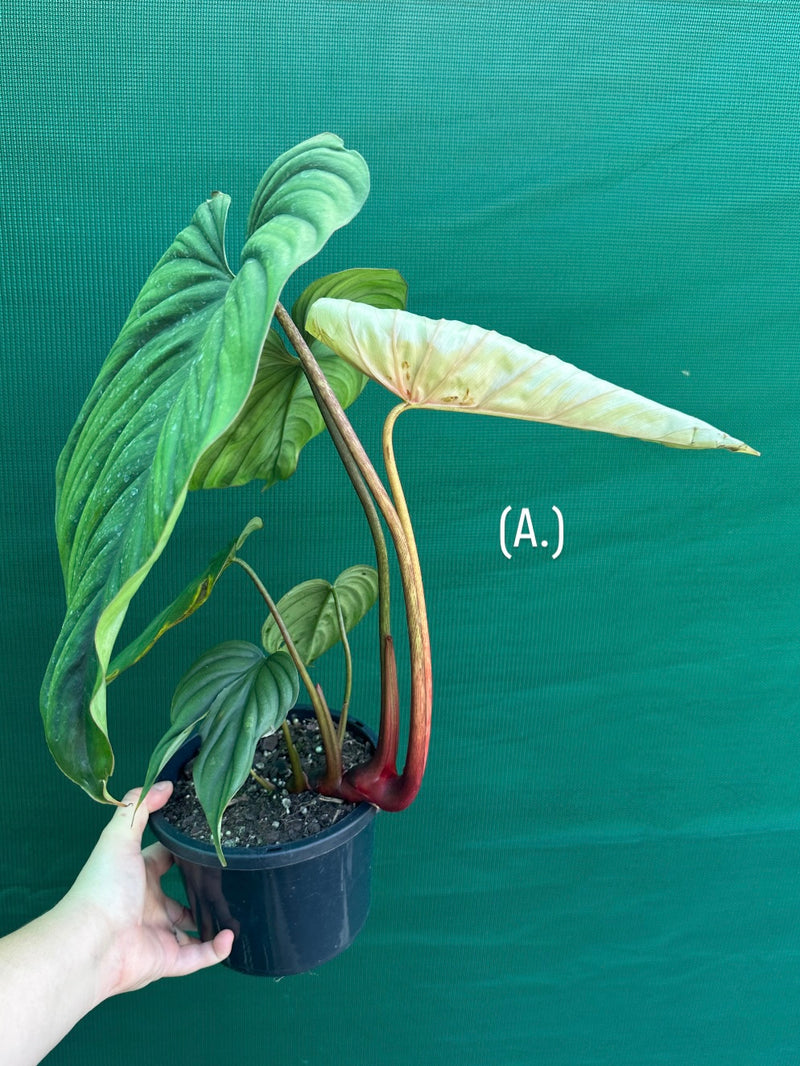 Philodendron sp Colombia NEW