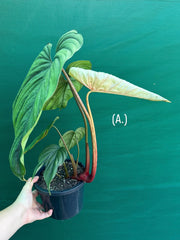 Philodendron sp Colombia NEW