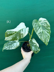 Monstera deliciosa borsigiana variegated albo NEW