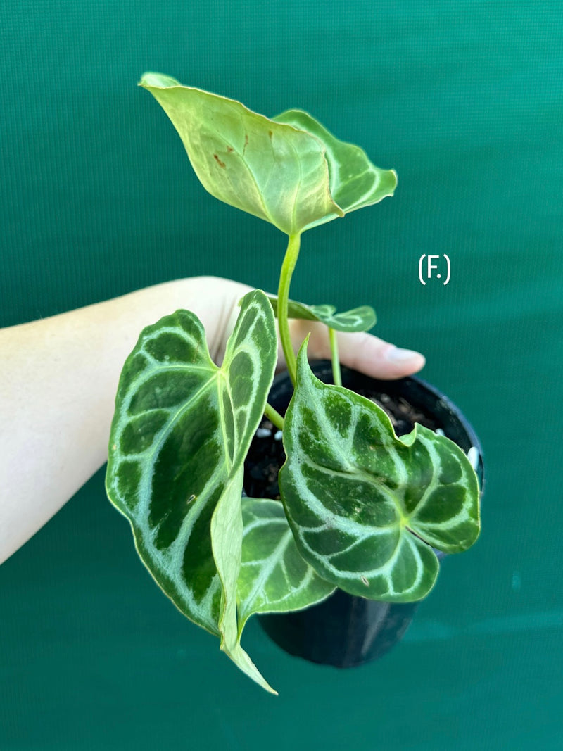 Anthurium crystallinum hybrid NEW