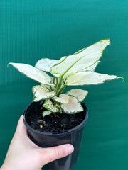 Aglaonema ‘White Valentine’ NEW
