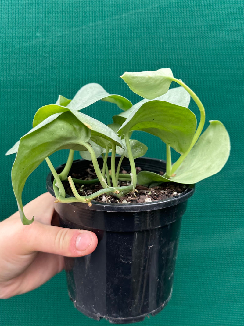 Schindapsus ‘Silver Hero’