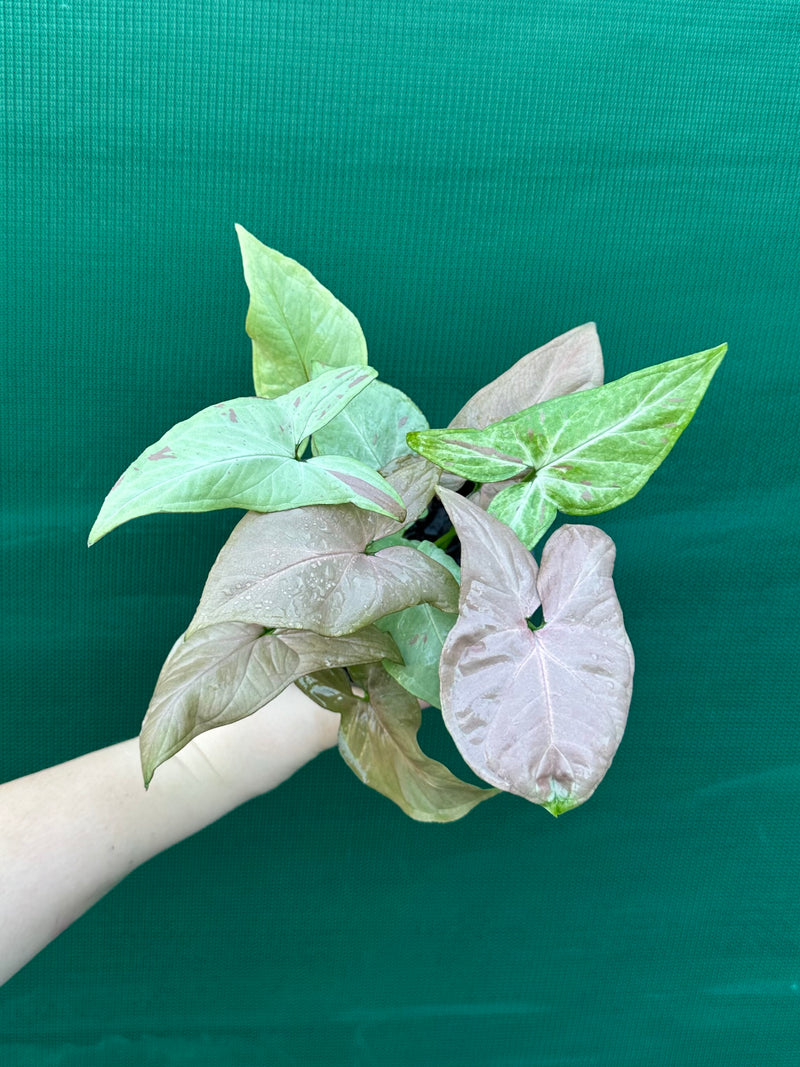 Syngonium 'Salmon Pink'