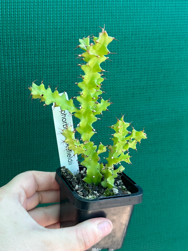 Euphorbia wakefielii NEW