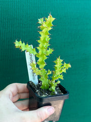 Euphorbia wakefielii NEW