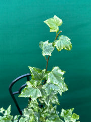Hedera Ivy ‘Helix Camouflage’ NEW