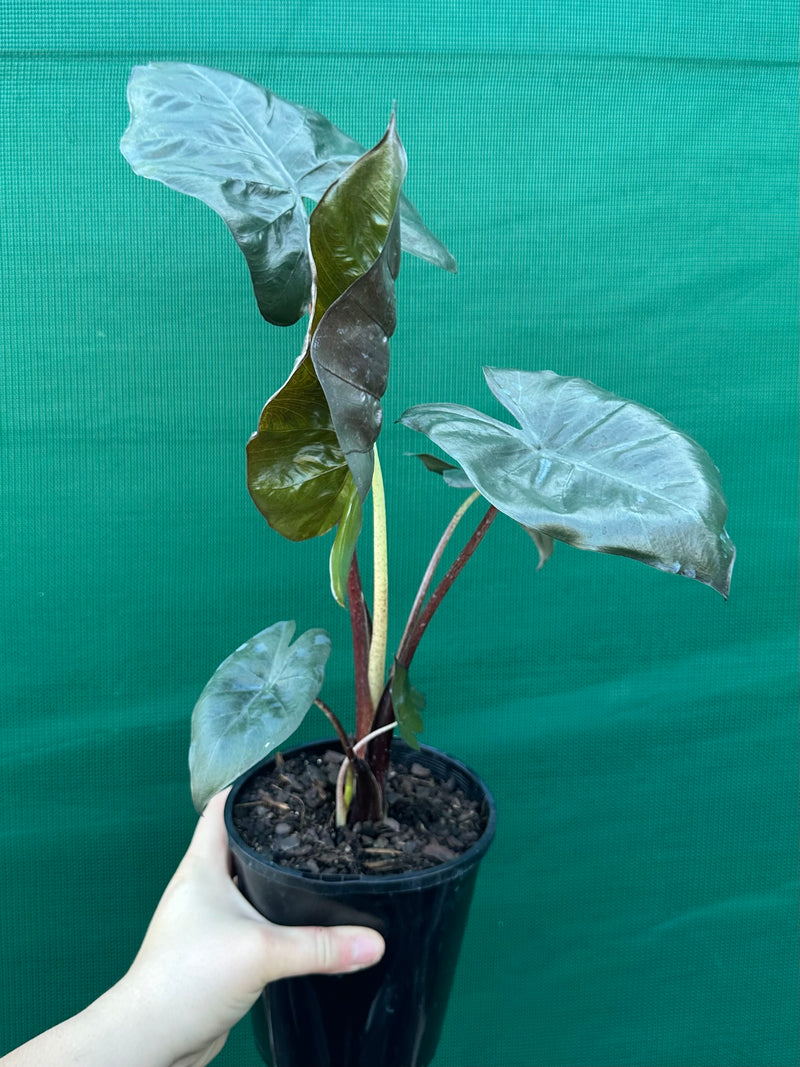 Alocasia ‘Yucatan Princess’