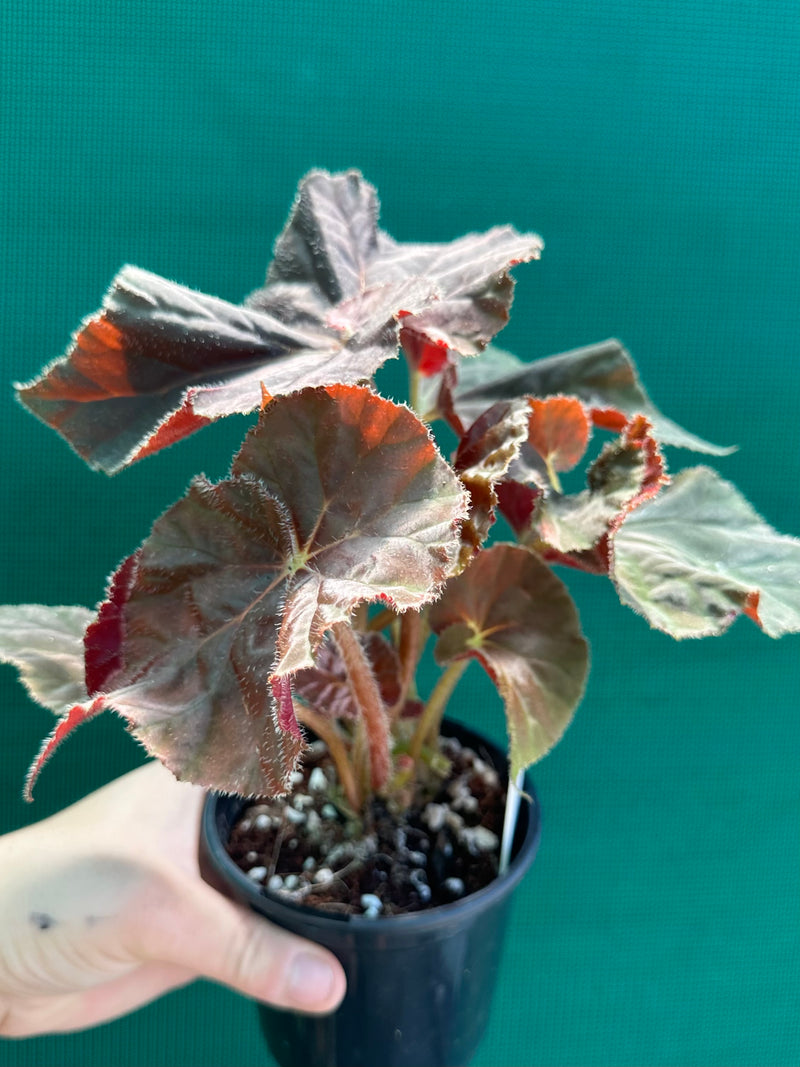 Begonia ‘Enid Henderson’