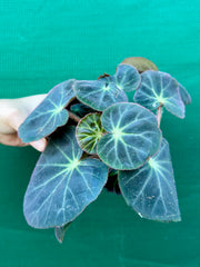 Begonia subacida (sp. Brazil)