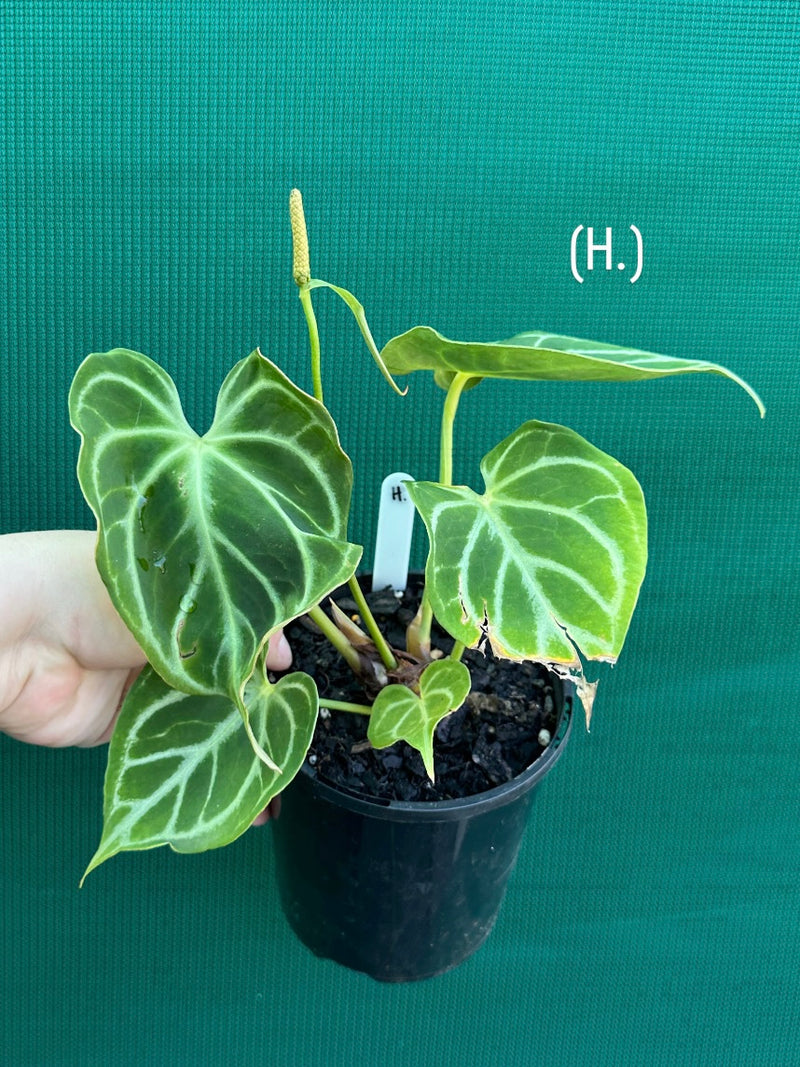 Anthurium crystallinum hybrid NEW
