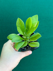 Monadenium stapelioides NEW