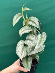 Schindapus Pictus Exotica