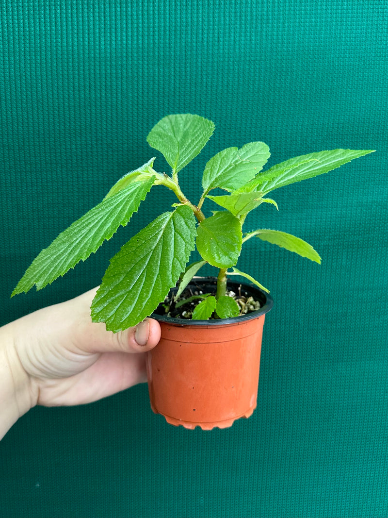 Begonia ulmifolia