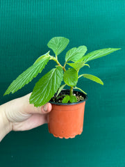 Begonia ulmifolia