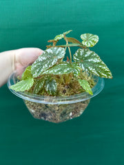 Begonia lukuana NEW