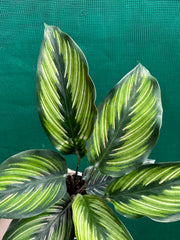 Calathea ‘Ornata’