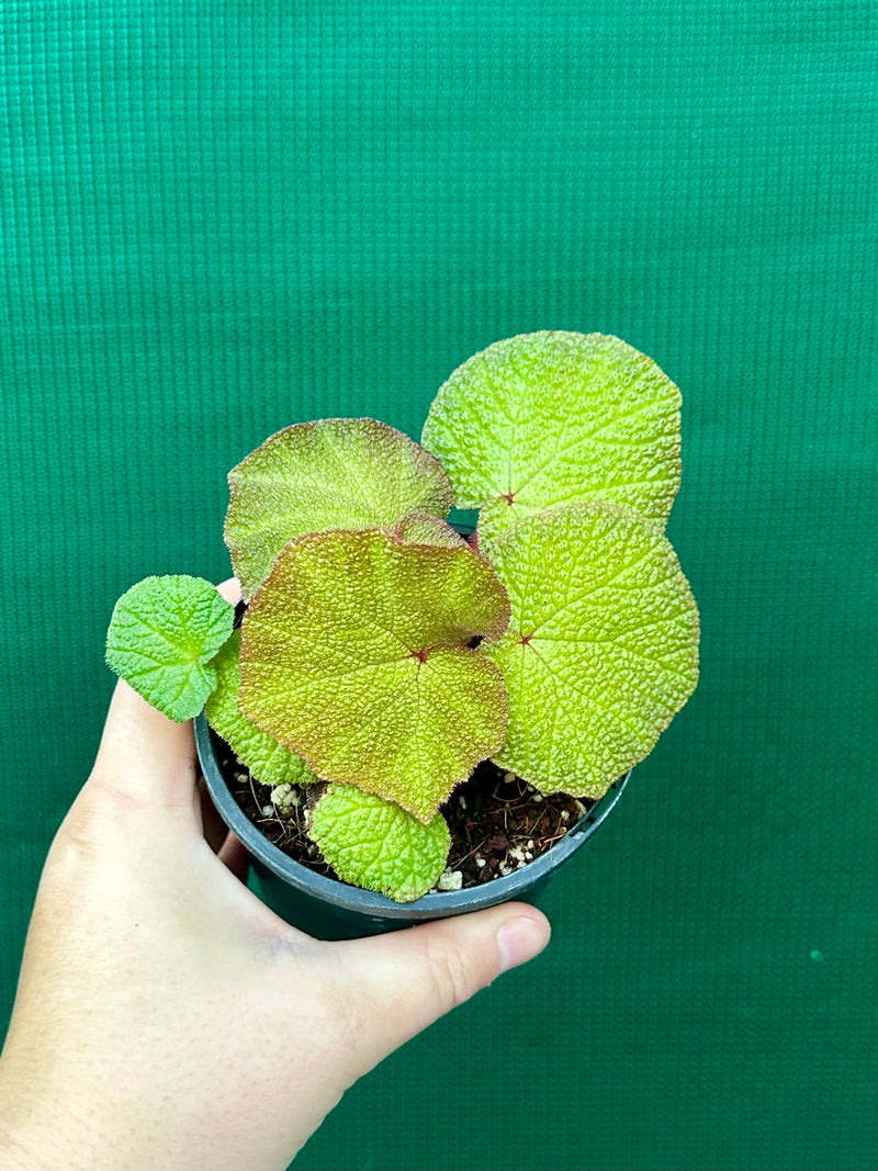 Begonia ‘Soli Mutata’