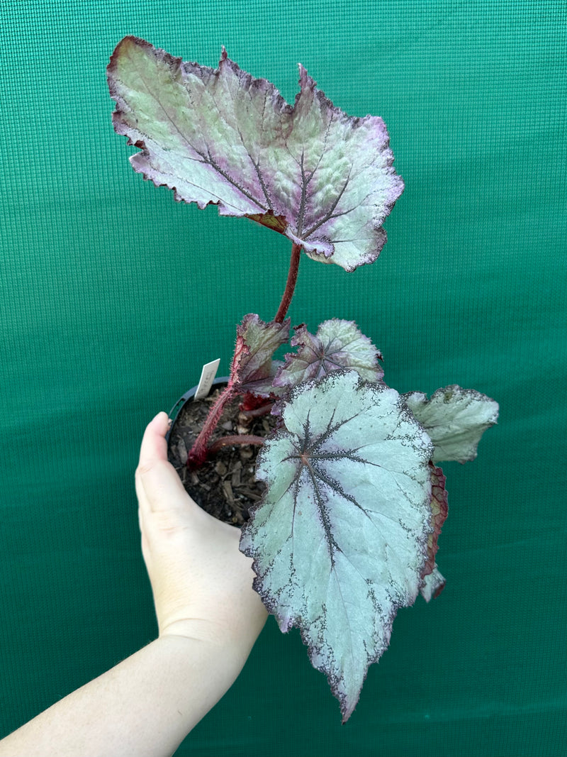 Begonia ‘Princess’