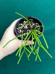 Rhipsalis Grandiflora