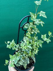 Hedera Ivy ‘Helix Camouflage’ NEW
