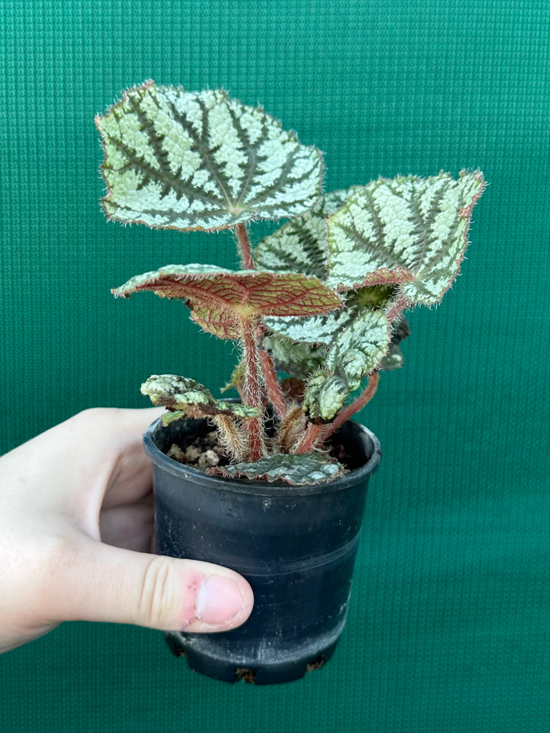 Begonia NOID (unknown Vietnam) NEW