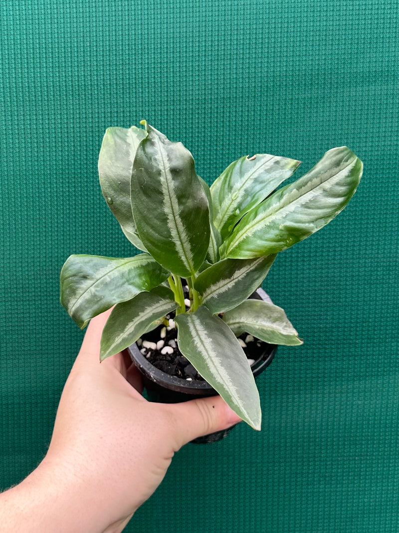 Schismatoglottis motteyana NEW