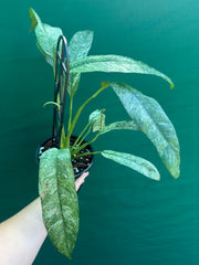Epipremnum giganteum variegata