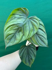 Philodendron ‘El Guapo’ NEW