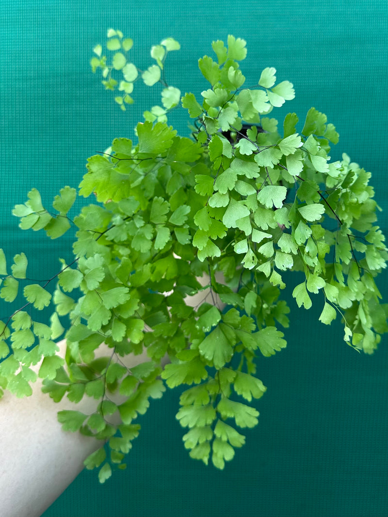 Adiantum unknown 1