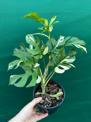Rhaphidophora Tetrasperma Variegated