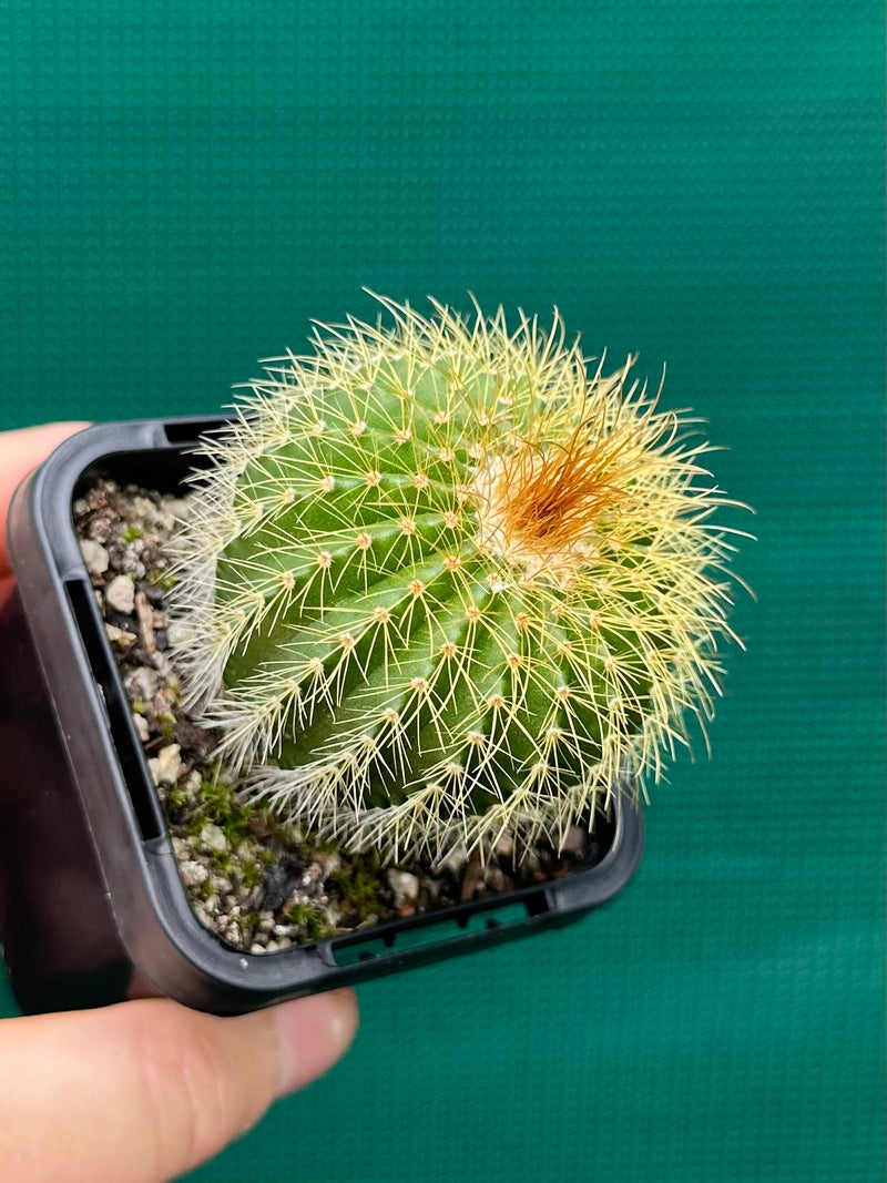 Parodia schumanniana