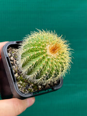 Parodia schumanniana