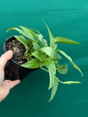 Epipremnum Pinnatum Cebu Blue