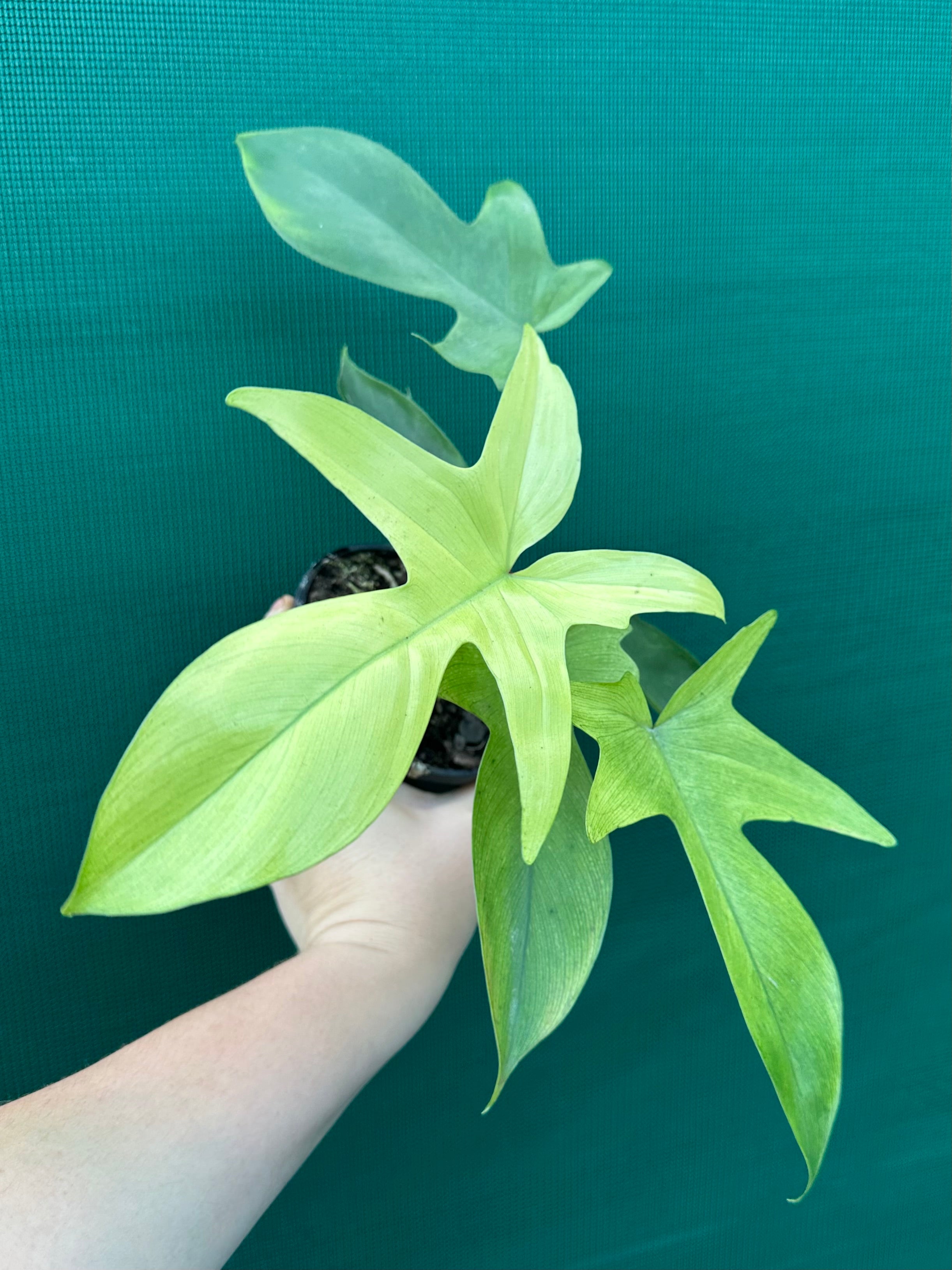 philodendron florida ghost for sale australia Philodendron 'Florida Ghost'