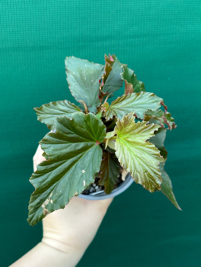 Begonia ‘Norma’s Delight' NEW