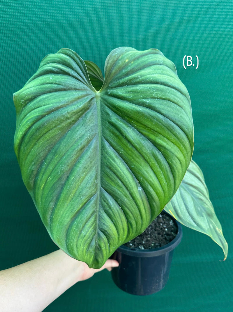 Philodendron sp Colombia NEW