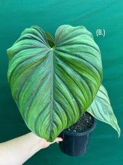 Philodendron sp Colombia NEW