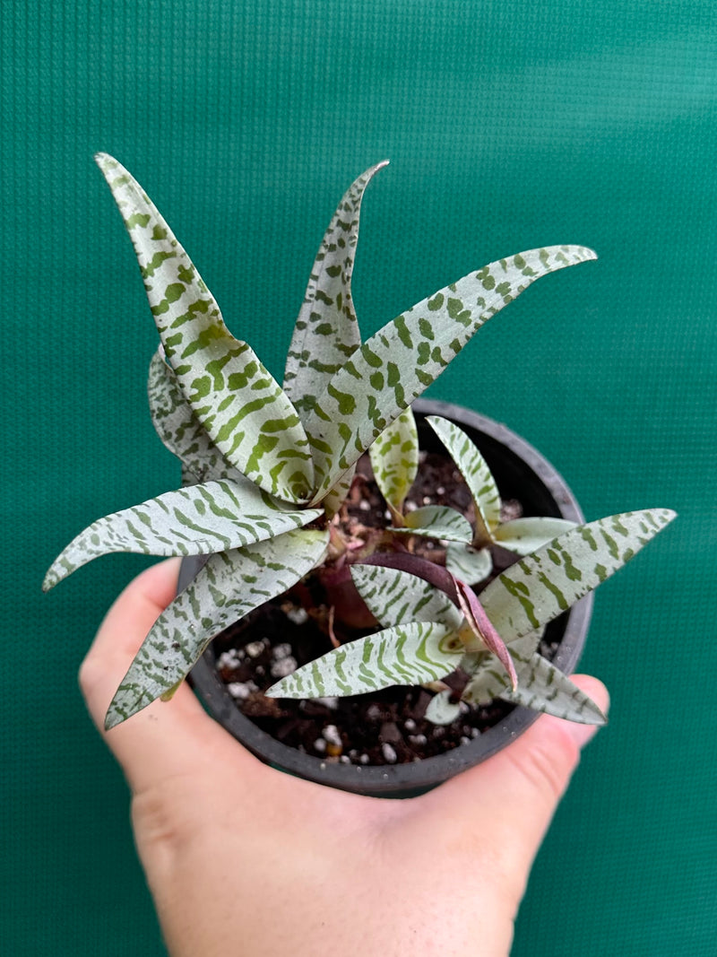 Scilla violacea NEW