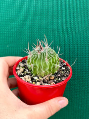 Stenocactus