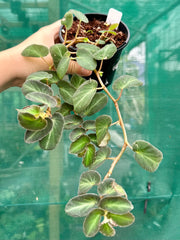 Begonia thelmae (species) NEW