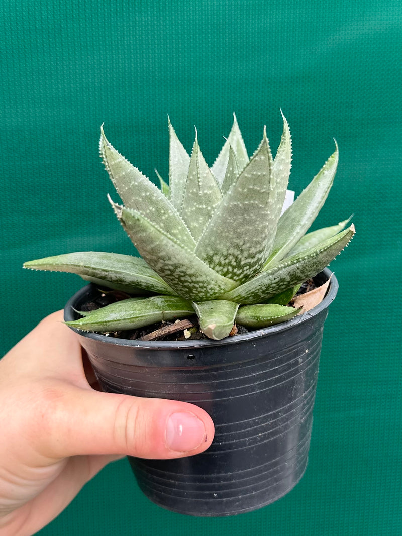 Gasteraloe ‘Gray Ghost’
