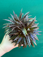 Dyckia