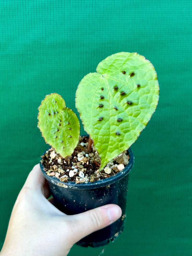 Begonia ferox