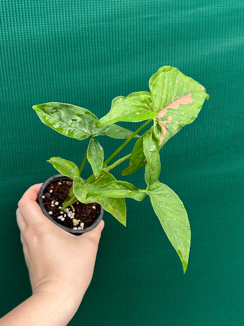 Syngonium ‘Pink Splash’