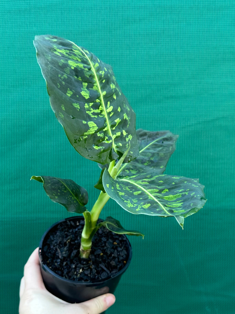 dieffenbachia soil Dieffenbachia 'Reflector'