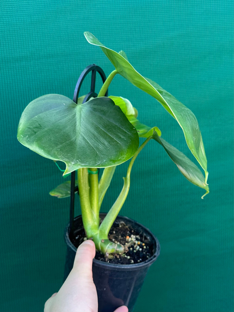 Philodendron grazieiae
