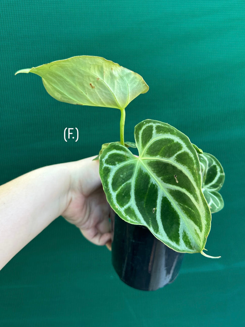Anthurium crystallinum hybrid NEW
