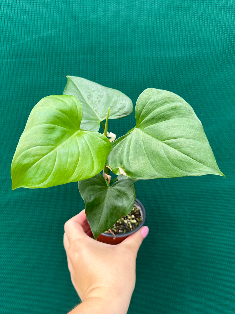 Philodendron jacquinii
