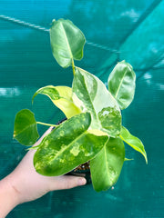 Philodendron ‘Burle Marx Variegated’